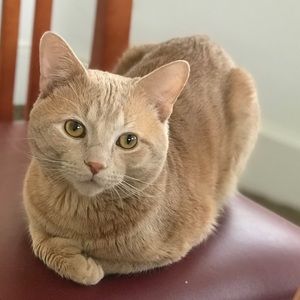 Meet your Posher, Aleane